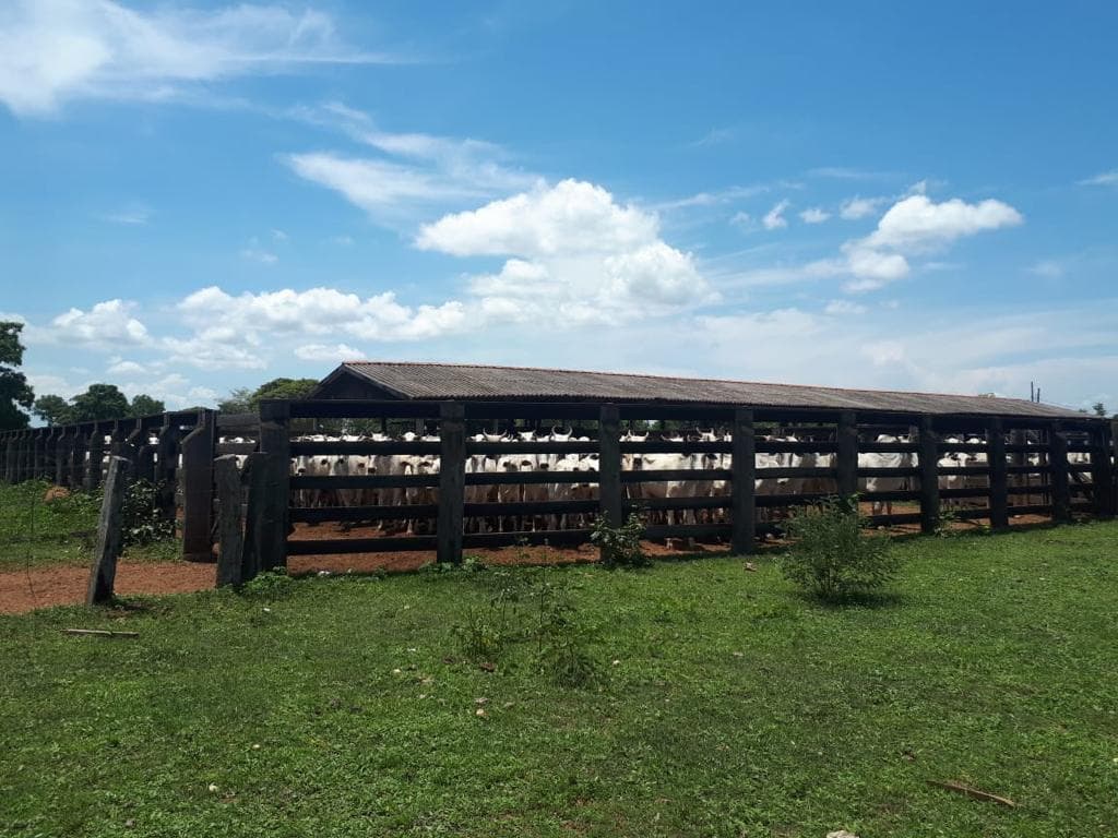 FAZENDA 1.338,0 ha. S.RITA DO TRIVELATO..-MT.